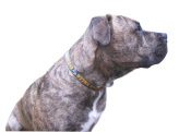 dogcollarcutout